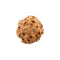 Seven Mukhi Rudraksha Dana