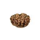 11 Faced Rudraksha Bead