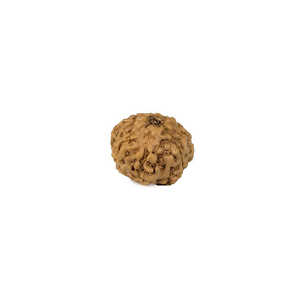 8 Mukhi Rudraksh Dana