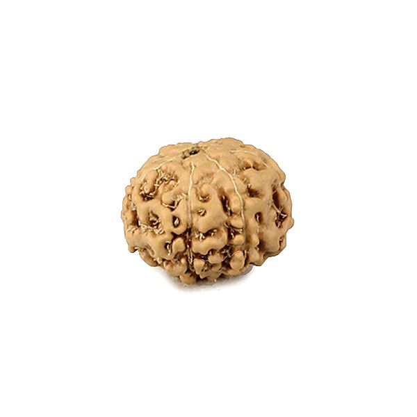 Nine Faced Rudraksha