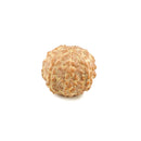 Seven Mukhi Rudraksha