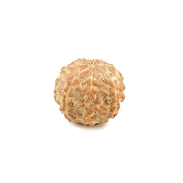 Seven Mukhi Rudraksha