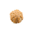 7 Mukhi Java Rudraksha