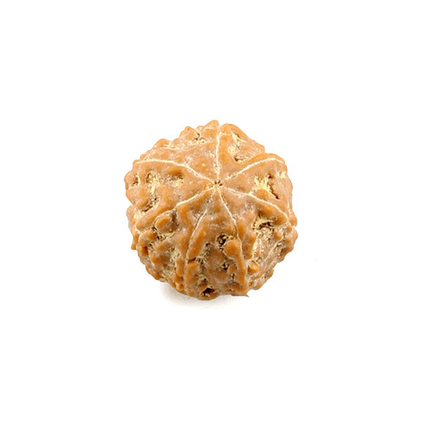 7 Mukhi Java Rudraksha