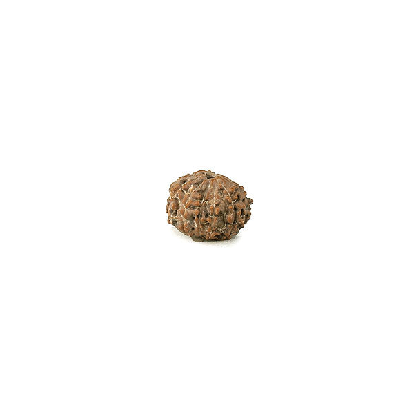 Ten Mukhi (Faced) Rudraksha Bead