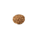 Rudraksha Bead Eight Faced