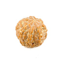 7 Mukhi Java Rudraksha