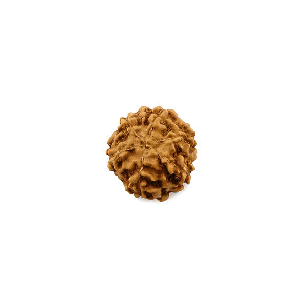 6 Mukhi Rudraksha Bead
