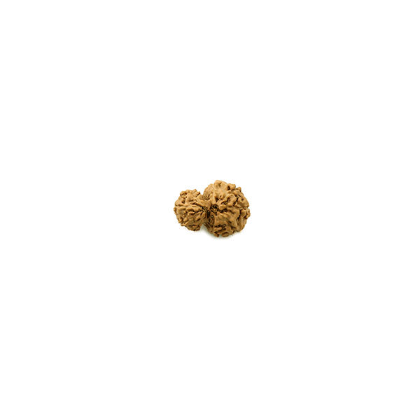 Gauri Shankar Rudraksha Bead