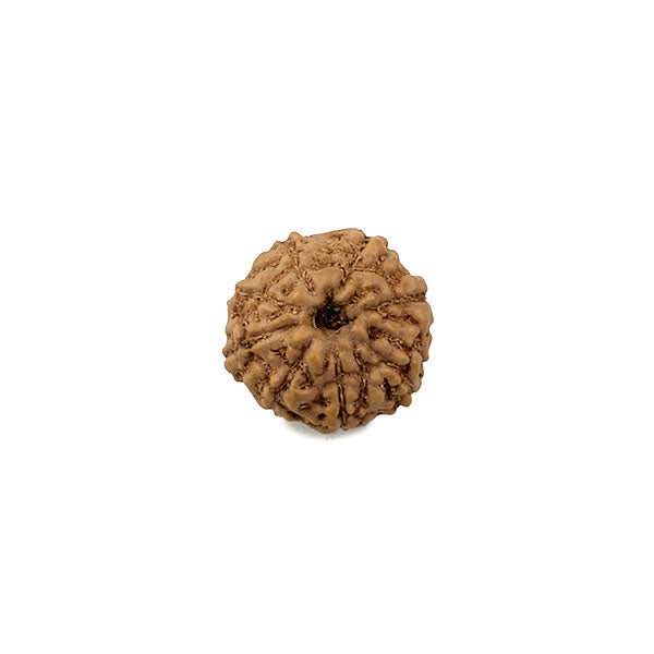 Eight Mukhi Rudraksha from Java