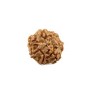 Seven Mukhi Java Rudraksha Bead