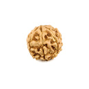 7 Faced Natural Rudraksha Bead