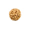 7 Faced Natural Rudraksha Bead