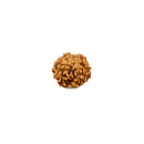 6 Face Rudraksha