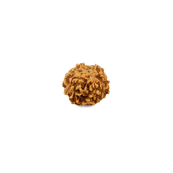 6 Face Rudraksha