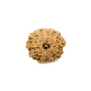 11 Mukhi Rudraksha Bead