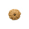 11 Mukhi Rudraksha Bead