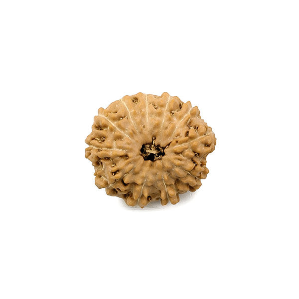 11 Mukhi Rudraksha Bead