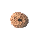 12 Mukhi Rudraksha Bead (code:4239)
