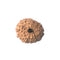 12 Mukhi Rudraksha Bead (code:4239)