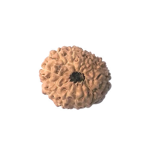 12 Mukhi Rudraksha Bead (code:4239)