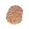 Twelve Mukhi Rudraksha Bead