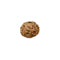 Eight Faced Rudraksha