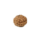 Eight Mukhi Rudraksha from Java