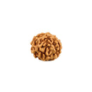 6 Mukhi Rudraksh
