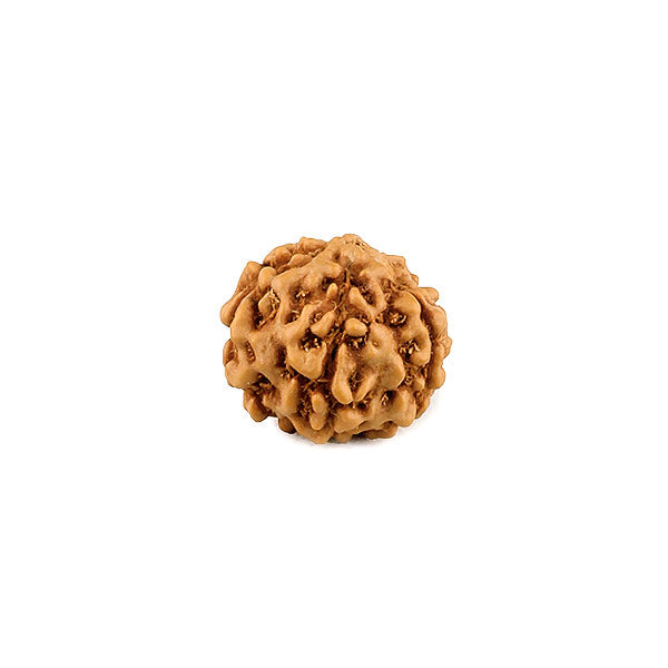 6 Mukhi Rudraksh