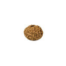 8 Mukhi (Faced) Rudraksha Bead