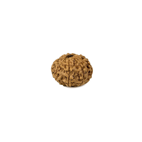 8 Mukhi (Faced) Rudraksha Bead