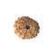 12 Mukhi Rudraksha Bead (code:4239)