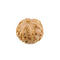 7 Mukhi Rudraksha from Indonesia