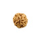 7 Faced Natural Rudraksha Bead