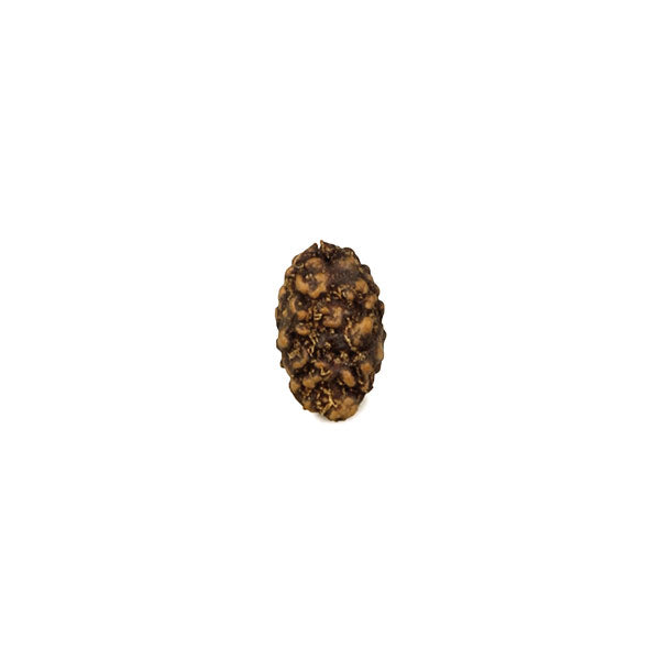 2 Mukhi (Java) Rudraksha Bead