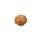 Eight Mukhi (Faced) Rudraksha