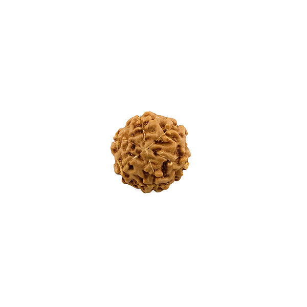 Six Mukhi Java Rudraksha