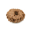 11 Faced Indonesian Rudraksha