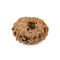 11 Faced Indonesian Rudraksha