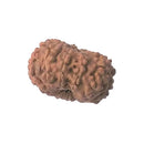 11 Mukhi Rudraksha Bead ofJava