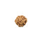 Rudraksha 6 Mukhi Bead