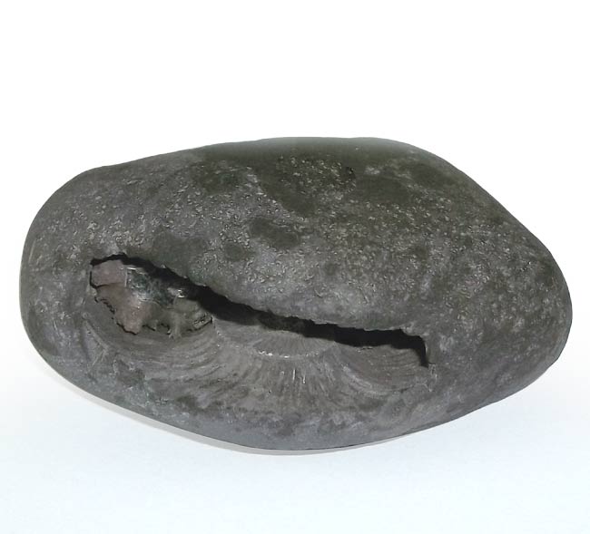 Sacred Shaligram Stone for Puja