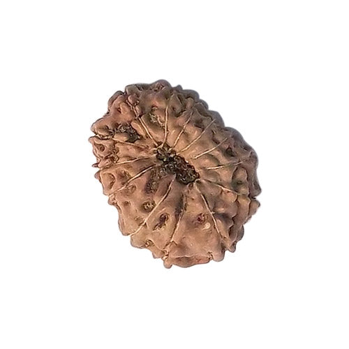 Twelve Mukhi Rudraksha - Indonesian Bead