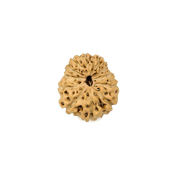Twelve Faced Rudraksha Bead