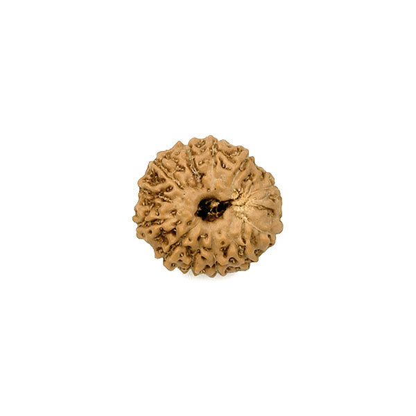 12 Face Rudraksha Java Bead