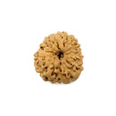 Eleven Mukhi Rudraksha Bead