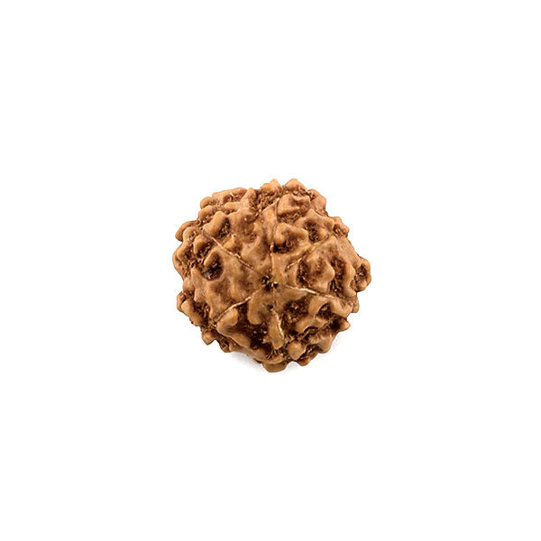 6 Mukhi Rudraksha (Java)