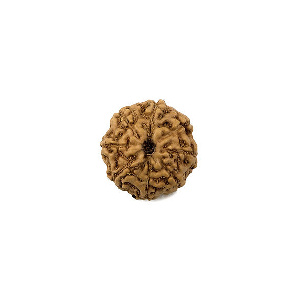 8 Mukhi (Faced) Rudraksha Bead