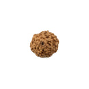 8 Mukhi Rudraksha Dana